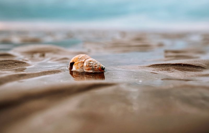 Seashell Decor